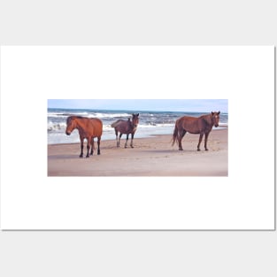 Wild horses, wildlife, A Trio of Beach Buddies Posters and Art